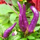 Rare Purple Carolina Reaper ( Chilli ) Seed