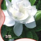 1 20 / CAPE JASMINE Jasminiodes White Shrub Original Pack, seeds /pack, GARDE...