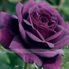 1 Professional 50 / Purple Chinese Rose Pack, seeds Big Light Fragrant ...
