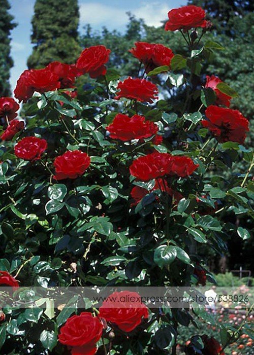 1 Professional 50 / New Dark Red Rose Pack, seeds Climbing Seed, Strong...