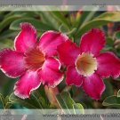 New 'Topi' Tropical Adenium Desert Rose Professional 2 / Very Nice Beautiful ...