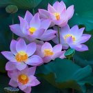 Rare Heirloom Lotus - Series Pink Half-Double-Petaled Seeds 'Hedeng' Light