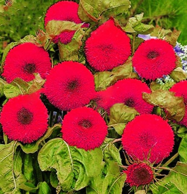 Thail Import Fiery Teddy Bear 20PCS Seeds