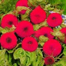 Thail Import Fiery Teddy Bear 20PCS Seeds