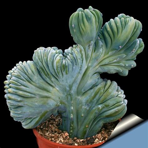 MYRTILLOCACTUS 5PCS geometrizans seeds