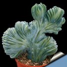 MYRTILLOCACTUS 5PCS geometrizans seeds