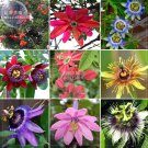 Mixed 9 Types of Passiflora Bonsai Red Pink Yellow Big Hanging Seeds...