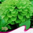 apple Beautiful Zinnia 50 attract butterflies up your green Seeds Original Pa...