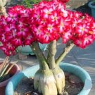 Desert Rose Compact Red and White Seeds, Single