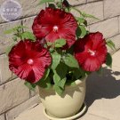 BELLFAMR Deep Red Hibiscus Professional 20 / The Darkest, Most Velvety Ever B...