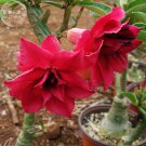 Boisterous Elation' Adenium Bonsai Desert Rose, blooms fire red dou...