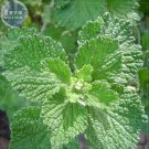 Imported Horehound Professional 20 widely used to flavor juices Seed...