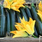 British Summer Hybrid F1 10 professional tasty Courgette Seeds, Seed...