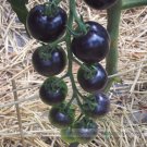 USA Rose Blue Professional 100 / Rare Heirloom Fruit Organic Indigo Seeds, Pa...
