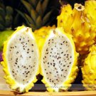 Heirloom Yellow Fruit Hybrid Pitaya Dragon Seeds
