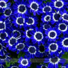 21 Types Bellis Perennis Seeds