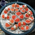 Lithops Julii 10 lovely bonsai stones 'Kosogyoku' Seeds, living