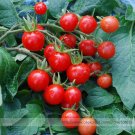 Mexico Professional 100 / Tiny Fruit for Snack-salad or Any Way You Desire Mi...