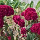 Amish Heirloom Indiana Cockscomb Professional 80 / Attracts Butterflies Giant...