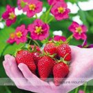 Toscana F1 Fleurostar Strawberry 1 Professional 100 / Deep Rose Cone Shaped F...