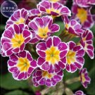 Primula Hill acaulis, professional 20 silver laced pink & blue primulas vulga...