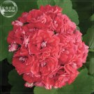 'Rose Red Rosebud' Hybrid Geranium Seeds