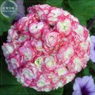 Appleblossom Rosebud Zonal Geranium Seeds