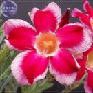 'Santa Claus' Red Pink Adenium Desert Rose, 2 Professional Seeds, Pack, big-h...