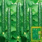 Time-Honored 'Jinyan No.4' Thorny Cucumber Greens: Seed