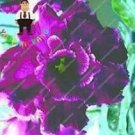 Desert Rose Adenium - Black Purple 2PCS Seeds