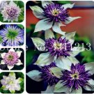 Mix Beautiful Clematis Seeds