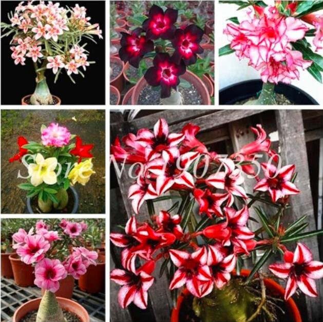 Desert Rose Seeds,