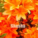 Japanese Azalea Rhododendron Seed, Orang