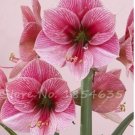 50 Exotic Amaryllis Lily Potted Balcony for Pcs Seeds,Barbados Seed,Bonsai Se...