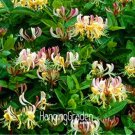 100 Honeysuckle Vine Naturally Rare Flores Bonsai for Pcs/Pack Grown, Garden