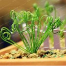 Latifolia Bonsai Albuca Namaquensis Spiral Shape Chinese Ornamental 100Pcs Sp...