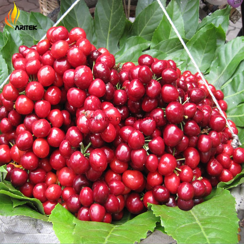 Heirloom Red Middle Sweet Cherry 6 juicy tasty Seeds, organic seeds