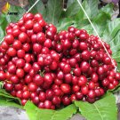 Heirloom Red Middle Sweet Cherry 6 juicy tasty Seeds, organic seeds