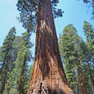Sequoia Rare Fast Giant Seeds Growing