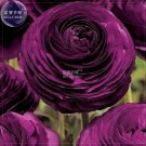 Ranunculus Rare Purple Perennial 20 heirloom buttercup home blooms S...