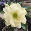 Imported 'nobleness lady' Adenium Desert Rose professional 2 3-layer yellow p...