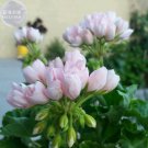 Purely Pink Compact Rosebuds won't open) 10 professional very Gerani...