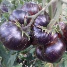 Black Striped Organic Seeds