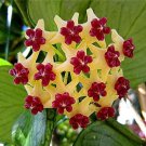 Rare Color Hoya Ball Orchid Seed, Seeds