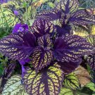 Exotic Series Coleus - Purple with a Touch of and 'Guimei' Seeds Foliage Gree...