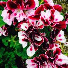 Exotic 'Heimei' - White, Red, Black Cranesbills Geranium Seeds