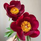 Deep Crimson Black Petal Peony - 'Diyu' Single Seeds