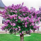 Purple Lilac Japanese Seeds
