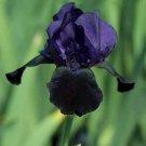 Black Tall Bearded Iris Perennial Flag Garden Seeds