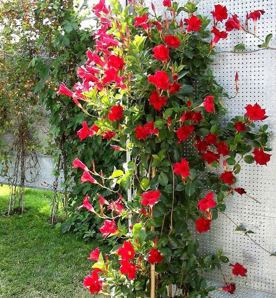 Mandevilla Sanderi 100PCS Seeds